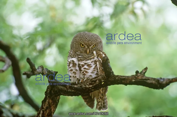 : Scheffler's Owlet : Scheffler's Owlet