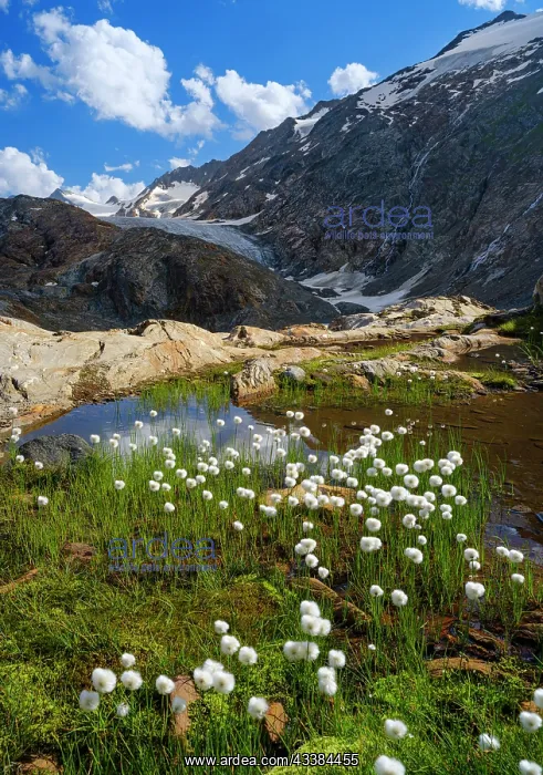 : Scheuchzers cotton gras or white cotton grass in : Scheuchzers cotton gras or white cotton grass in