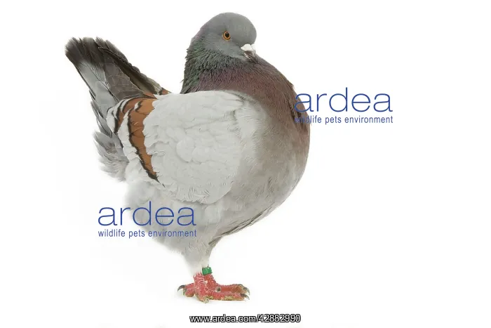  : Schietti Blue-barred Cachou Pigeon