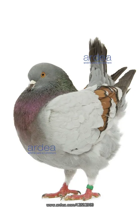  : Schietti Blue-barred Cachou Pigeon