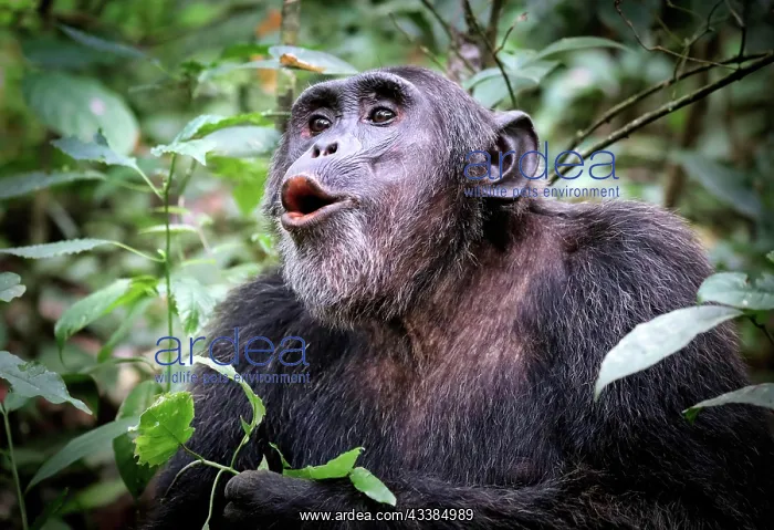 : Schimpanse (Pan troglodytes) im Kibale-Nationalpark : Schimpanse (Pan troglodytes) im Kibale-Nationalpark