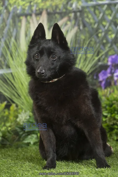  : Schipperke Dog