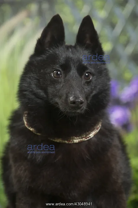 : Schipperke Dog