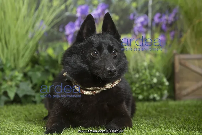  : Schipperke Dog