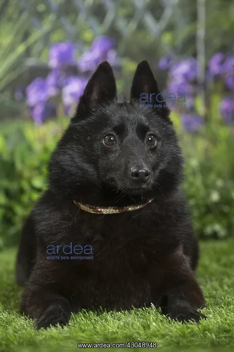 : Schipperke Dog
