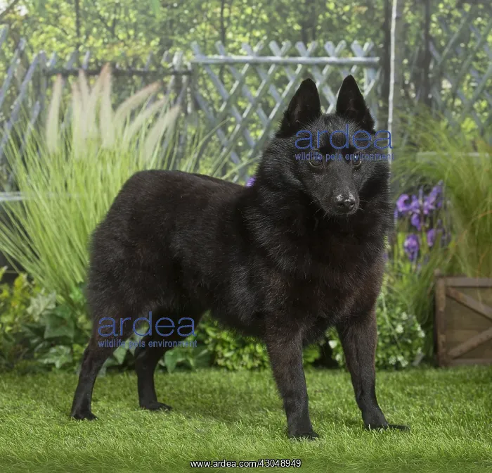  : Schipperke Dog