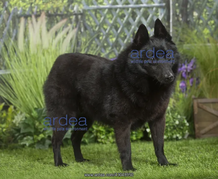  : Schipperke Dog
