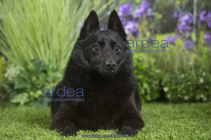  : Schipperke Dog