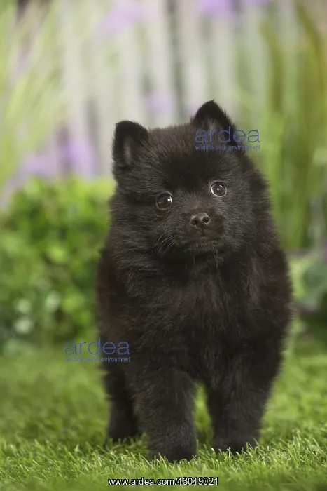  : Schipperke Dog puppy
