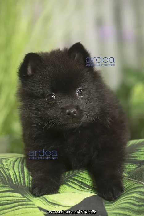  : Schipperke Dog puppy