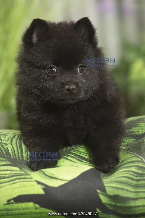  : Schipperke Dog puppy