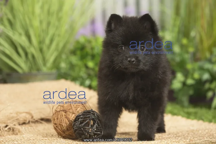 : Schipperke Dog puppy : Schipperke Dog puppy