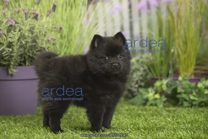  : Schipperke Dog puppy