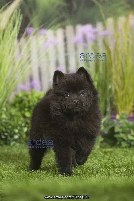 : Schipperke Dog puppy : Schipperke Dog puppy