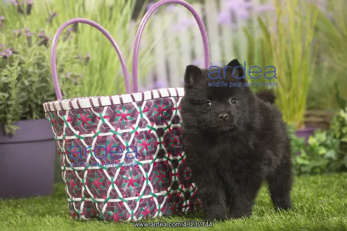 : Schipperke Dog puppy : Schipperke Dog puppy