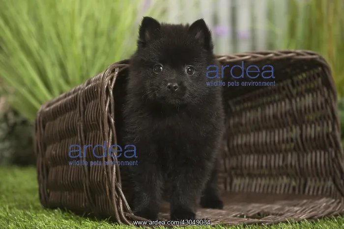 : Schipperke Dog puppy with basket : Schipperke Dog puppy with basket