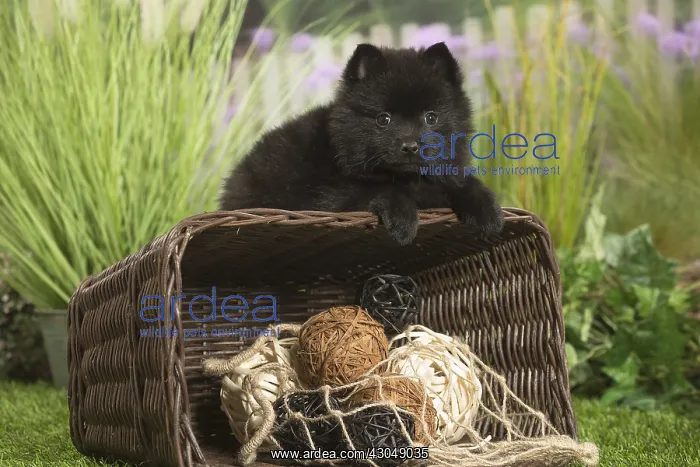 : Schipperke Dog puppy with basket : Schipperke Dog puppy with basket