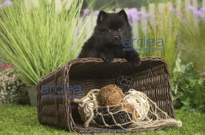 : Schipperke Dog puppy with basket : Schipperke Dog puppy with basket