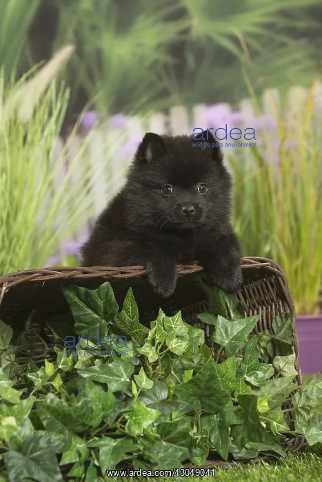 : Schipperke Dog puppy with basket : Schipperke Dog puppy with basket