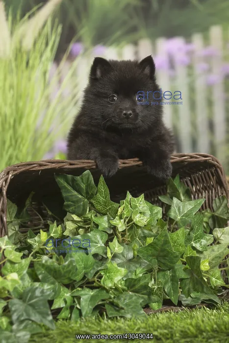 : Schipperke Dog puppy with basket : Schipperke Dog puppy with basket