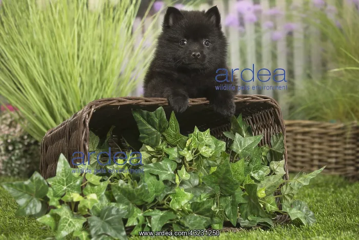 : Schipperke Dog puppy with basket : Schipperke Dog puppy with basket