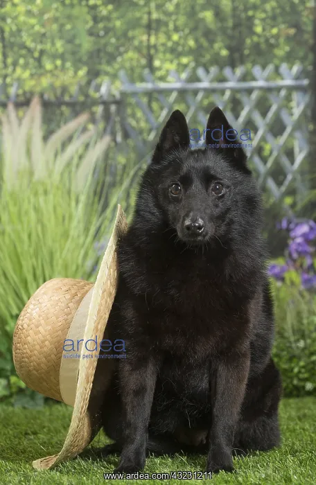 : Schipperke Dog with straw hat : Schipperke Dog with straw hat