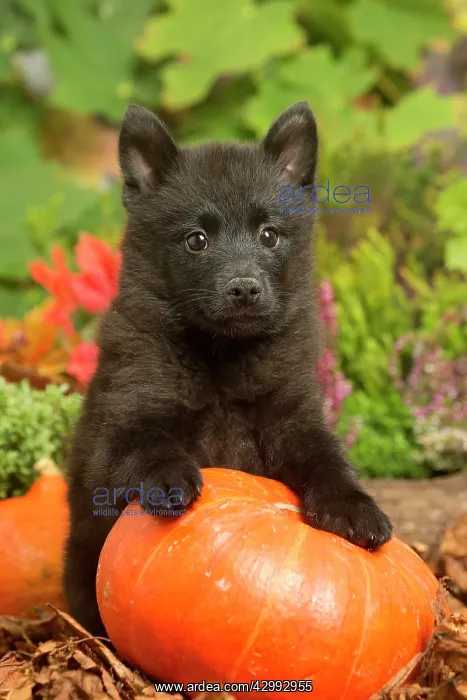 : Schipperke puppy outdoors in Autumn : Schipperke puppy outdoors in Autumn