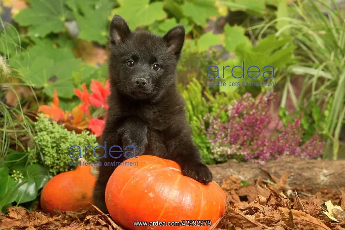 : Schipperke puppy outdoors in Autumn : Schipperke puppy outdoors in Autumn