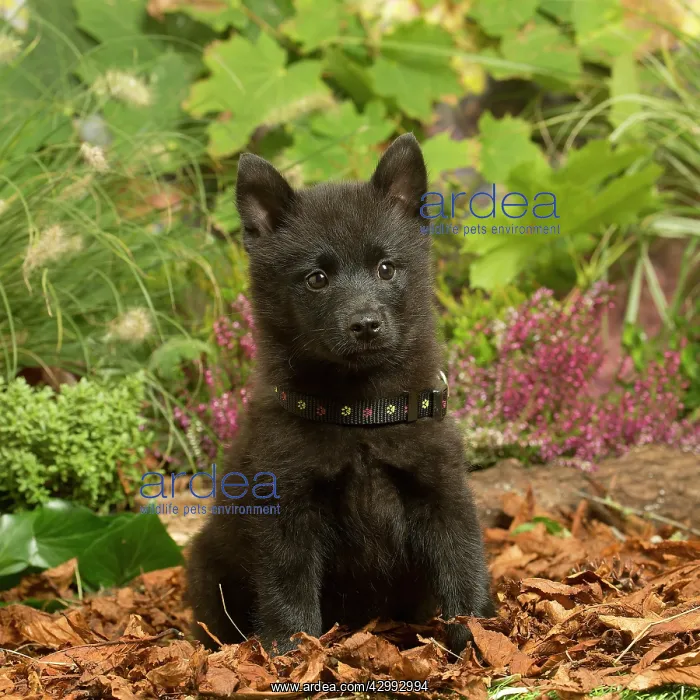 : Schipperke puppy outdoors in Autumn : Schipperke puppy outdoors in Autumn