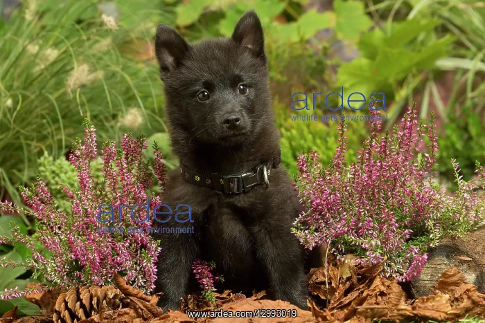 : Schipperke puppy outdoors in Autumn : Schipperke puppy outdoors in Autumn
