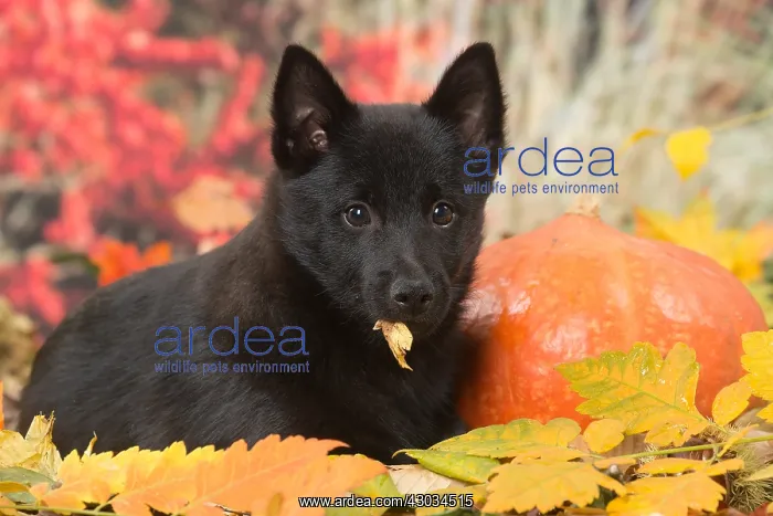 : Schipperke puppy outdoors in autumn : Schipperke puppy outdoors in autumn