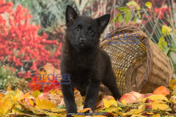  : Schipperke puppy outdoors in autumn