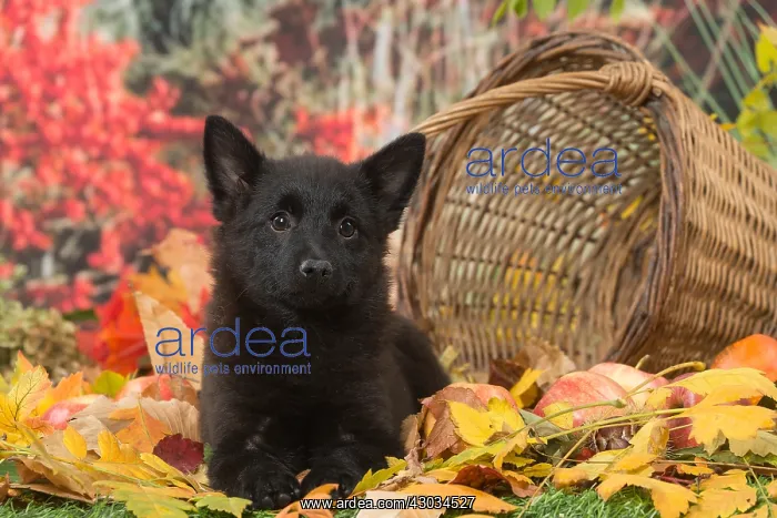  : Schipperke puppy outdoors in autumn