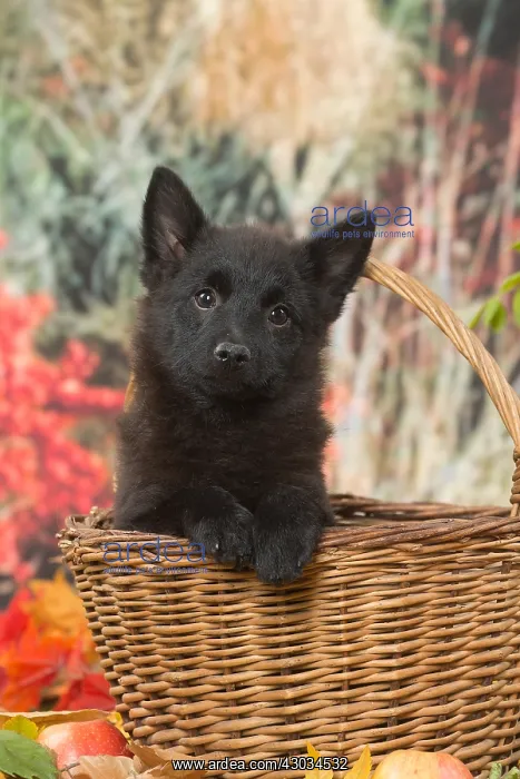 : Schipperke puppy outdoors in autumn : Schipperke puppy outdoors in autumn