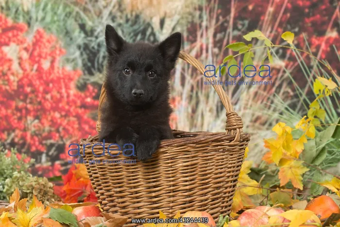 : Schipperke puppy outdoors in autumn : Schipperke puppy outdoors in autumn
