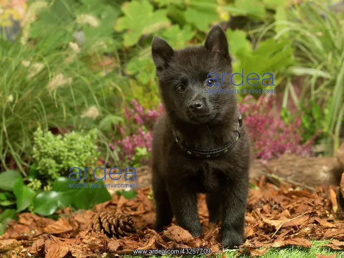 : Schipperke puppy outdoors in Autumn : Schipperke puppy outdoors in Autumn