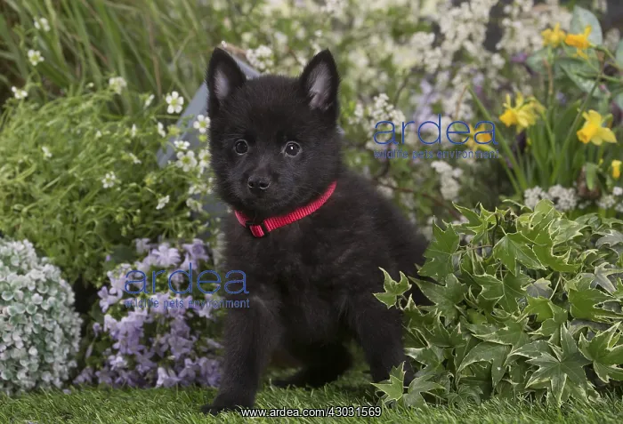 : Schipperke puppy outdoors in the garden : Schipperke puppy outdoors in the garden