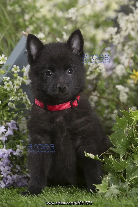 : Schipperke puppy outdoors in the garden : Schipperke puppy outdoors in the garden