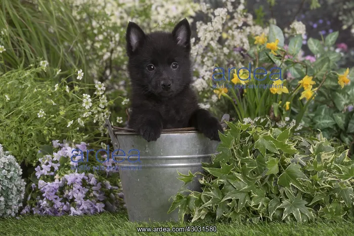 : Schipperke puppy outdoors in the garden : Schipperke puppy outdoors in the garden