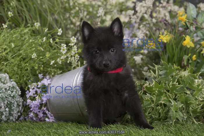 : Schipperke puppy outdoors in the garden : Schipperke puppy outdoors in the garden
