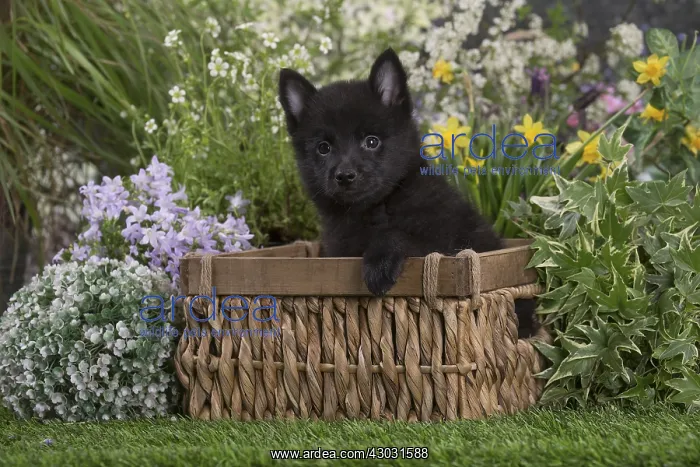 : Schipperke puppy outdoors in the garden : Schipperke puppy outdoors in the garden