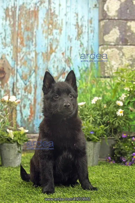 : Schipperke puppy outside in the garden : Schipperke puppy outside in the garden