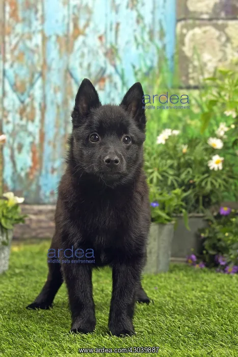 : Schipperke puppy outside in the garden : Schipperke puppy outside in the garden
