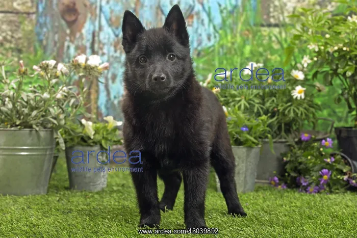 : Schipperke puppy outside in the garden : Schipperke puppy outside in the garden