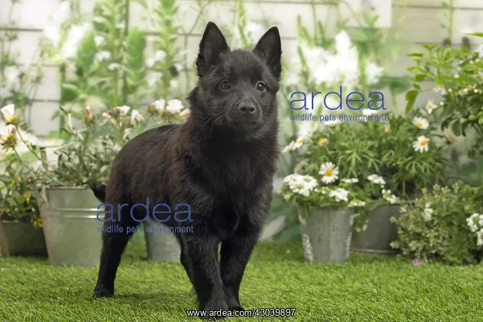: Schipperke puppy outside in the garden : Schipperke puppy outside in the garden