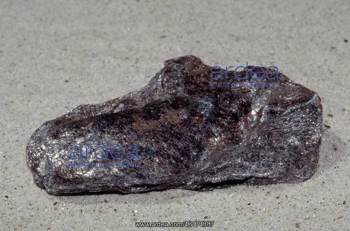 : Schist, a metamorphic rock : Schist, a metamorphic rock