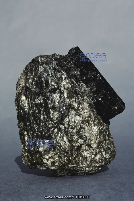 : Schist with Tourmaline : Schist with Tourmaline
