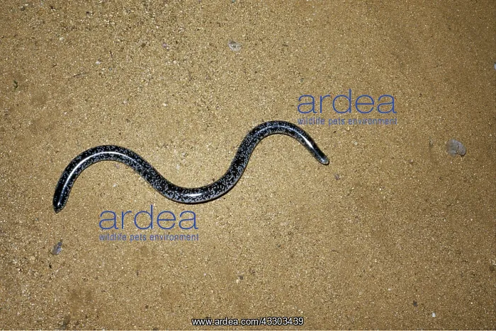 : SCHLEGEL'S BLIND SNAKE : SCHLEGEL'S BLIND SNAKE