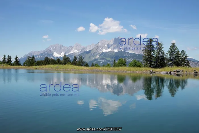 : Schlossbergsee at Harschbichl, behind Wilder Kaiser : Schlossbergsee at Harschbichl, behind Wilder Kaiser