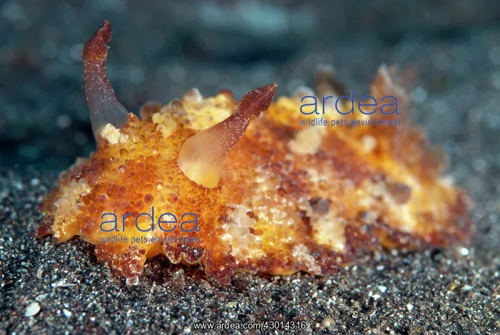 : Schmeltz Discodoris Nudibranch : Schmeltz Discodoris Nudibranch